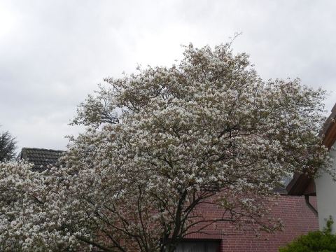 Schraubertreffen 2012 – 141
