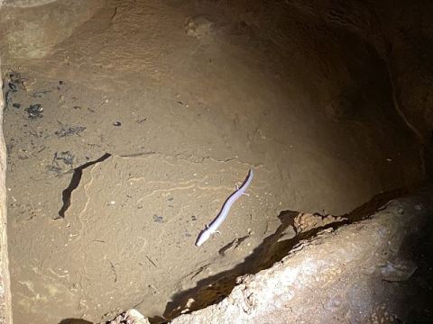 Jama Baredine Cave 2020 – 19