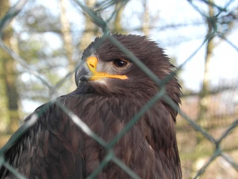 Eschede Film Animal Park 2012 – 5