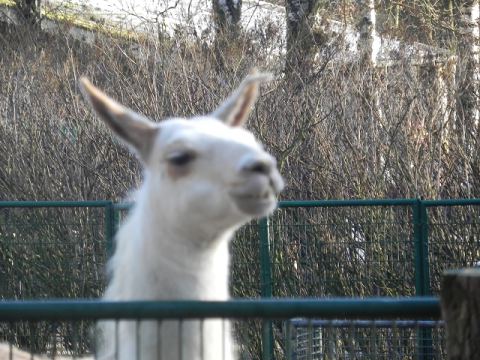 Eschede Film Animal Park 2012 – 32