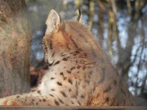 Eschede Film Animal Park 2012 – 9