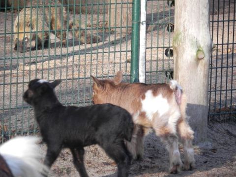 Eschede Film Animal Park 2012 – 46