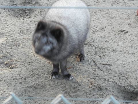 Eschede Film Animal Park 2012 – 18