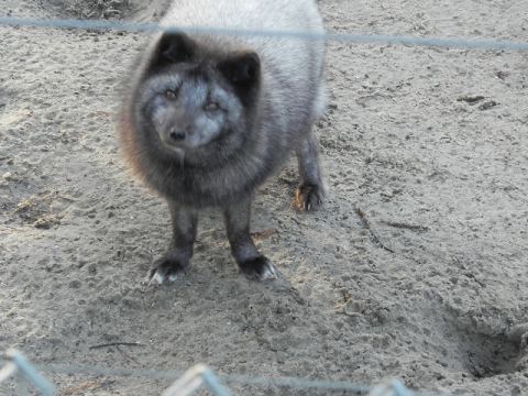Eschede Film Animal Park 2012 – 16