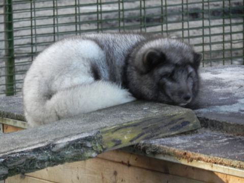 Eschede Film Animal Park 2012 – 20