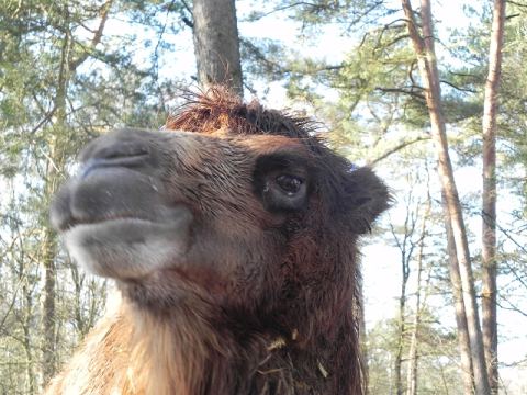 Eschede Film Animal Park 2012 – 37