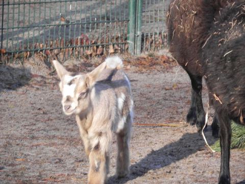 Eschede Film Animal Park 2012 – 47