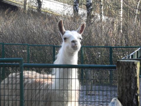 Eschede Film Animal Park 2012 – 31