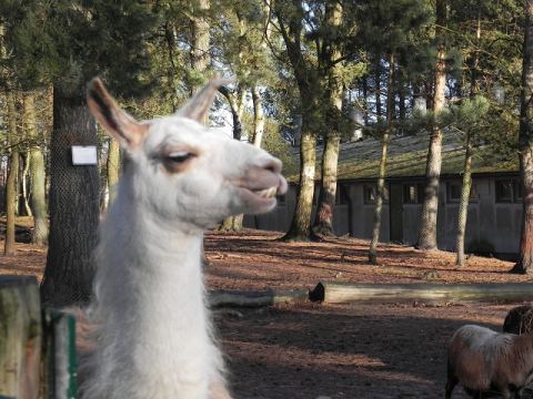 Eschede Film Animal Park 2012 – 40