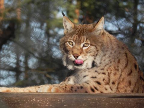 Eschede Film Animal Park 2012 – 8