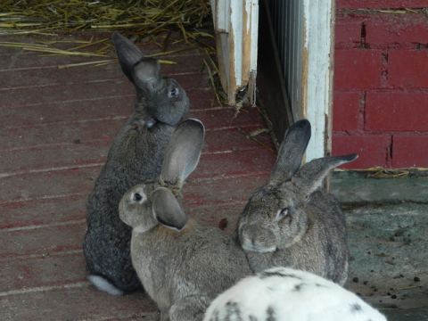 Eschede Film Animal Park 2012 – 11