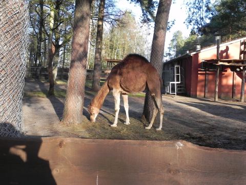 Eschede Film Animal Park 2012 – 24