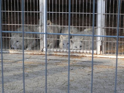 Eschede Film Animal Park 2012 – 14