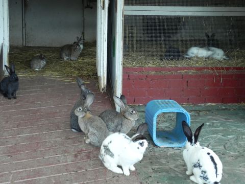 Eschede Film Animal Park 2012 – 12
