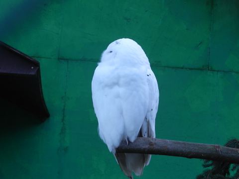 Eschede Film Animal Park 2012 – 2