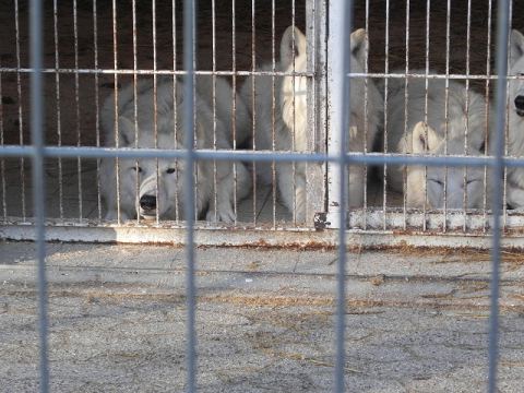 Eschede Film Animal Park 2012 – 15