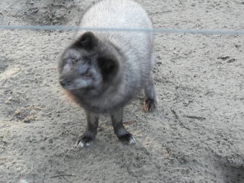 Eschede Film Animal Park 2012 – 17