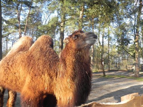 Eschede Film Animal Park 2012 – 27