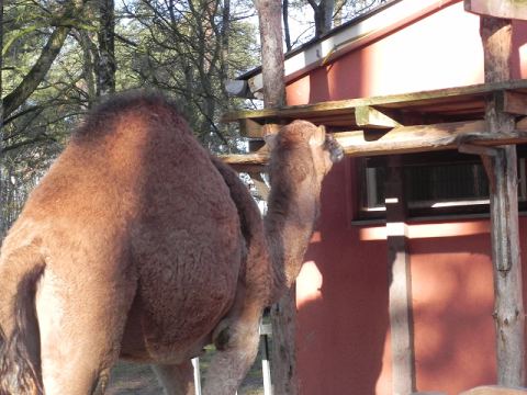 Eschede Film Animal Park 2012 – 38