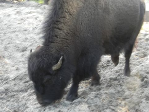 Eschede Film Animal Park 2012 – 22