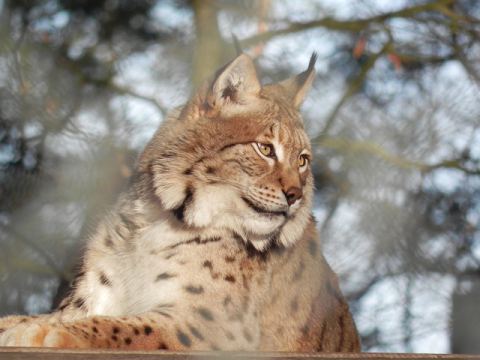 Eschede Film Animal Park 2012 – 10