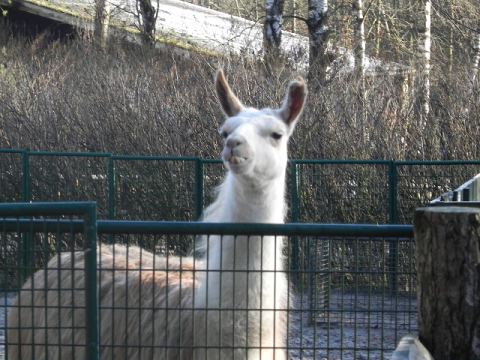 Eschede Film Animal Park 2012 – 30