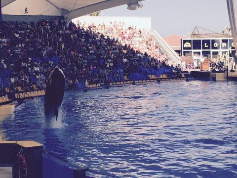 AIDA Canary Islands 2015 – 15