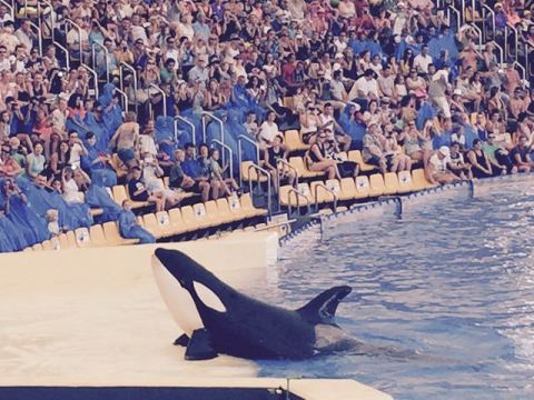 AIDA Canary Islands 2015 – 17