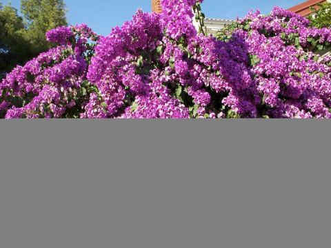 Betina 2012 – 344