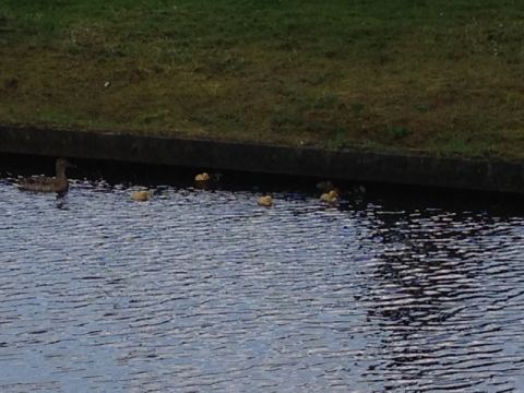 Groenlo 2014 – 30