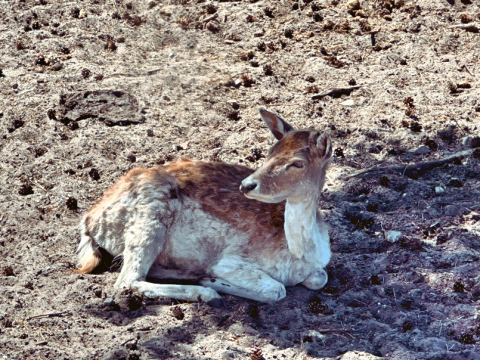 Serengeti-Park Hodenhagen – 17