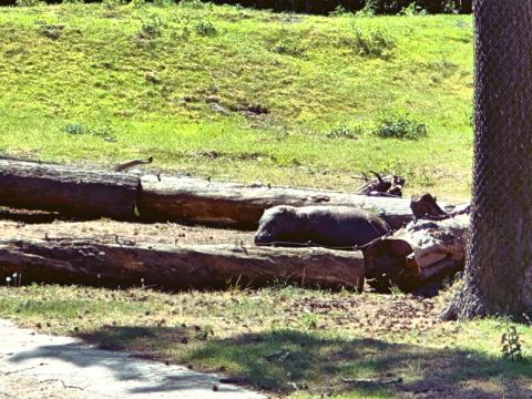 Serengeti-Park Hodenhagen – 19