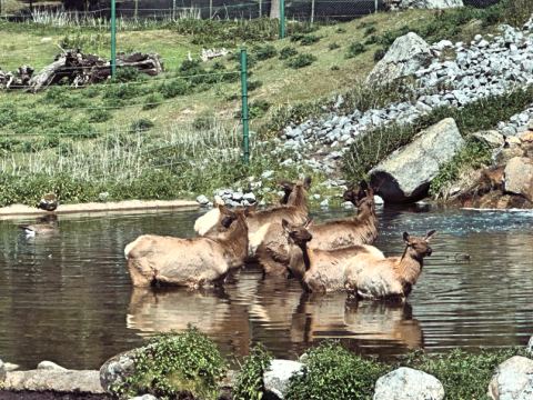Serengeti-Park Hodenhagen – 21