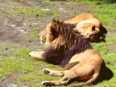Serengeti-Park Hodenhagen – 27