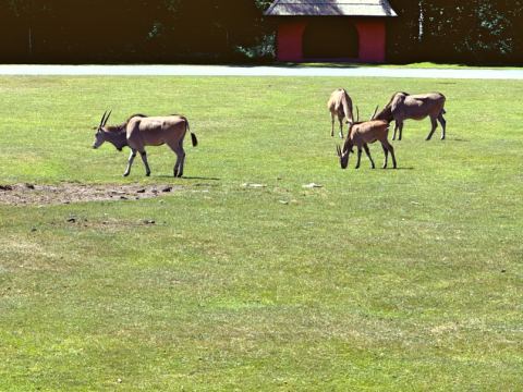 Serengeti-Park Hodenhagen – 8