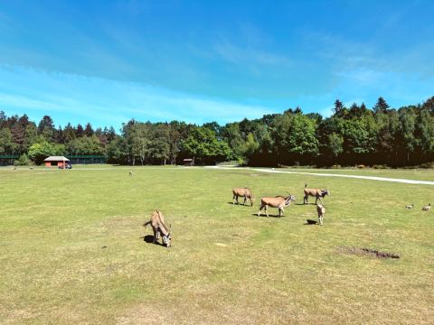 Serengeti-Park Hodenhagen – 10