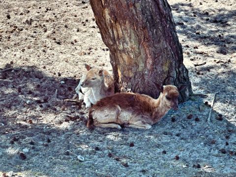 Serengeti-Park Hodenhagen – 16