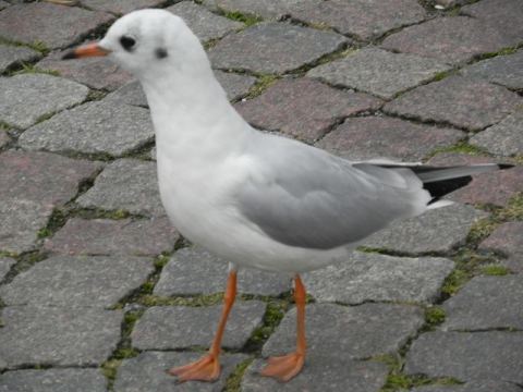 Nordstrand 2012 – 55