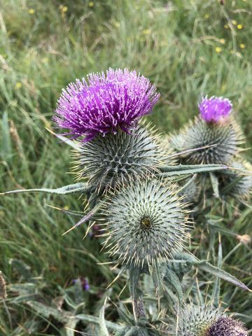 Scotland 2018 – 66